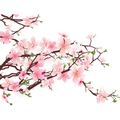 Japanese Flowers On Tree PNG Images HD