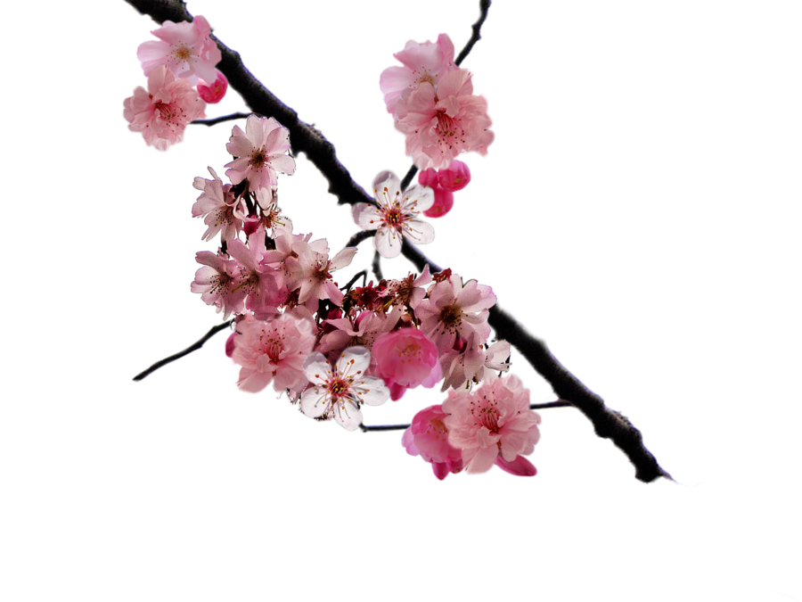 Japanese Flowers On Tree PNG Photos