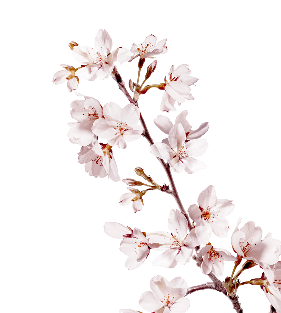 Japanese Flowers On Tree PNG Pic Background