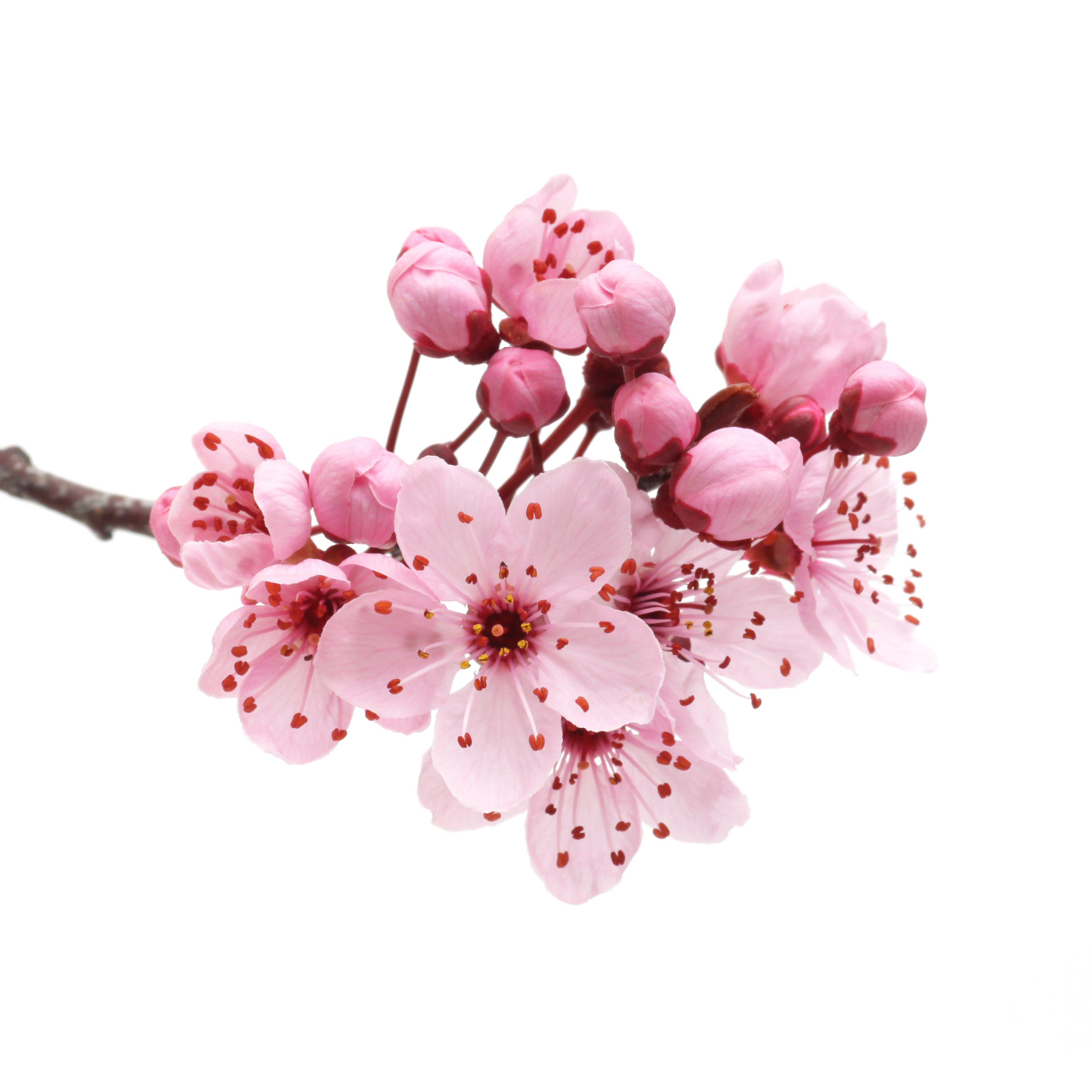 Japanese Flowers On Tree Transparent Background