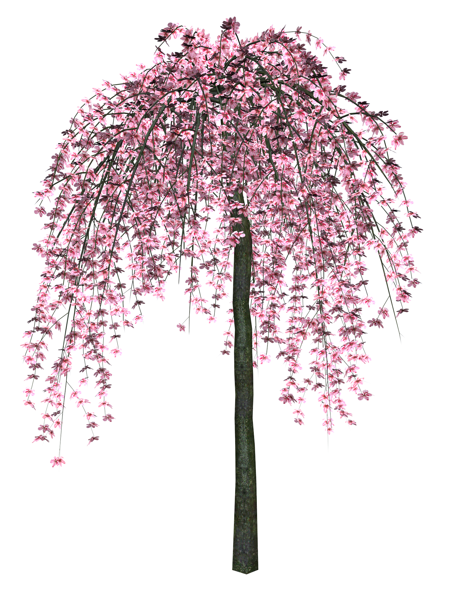 Japanese Flowers On Tree Transparent File