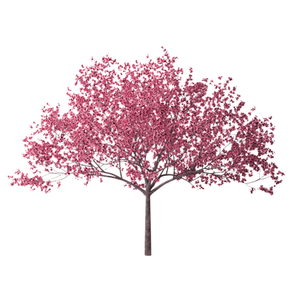 Japanese Tree Background PNG Image