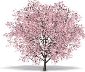 Japanese Tree PNG Photos