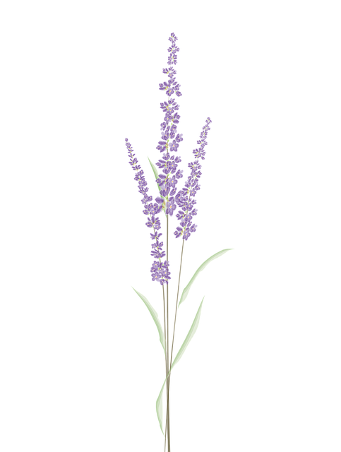 Lavender Background PNG Image
