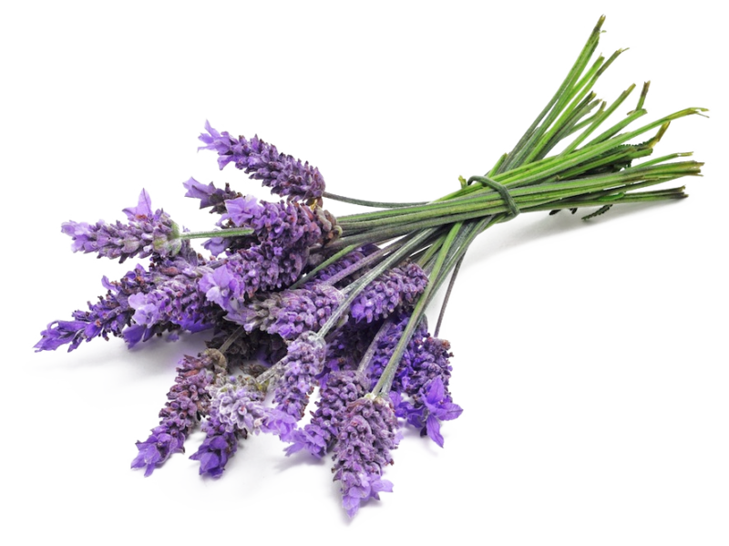 Lavender Download Free PNG