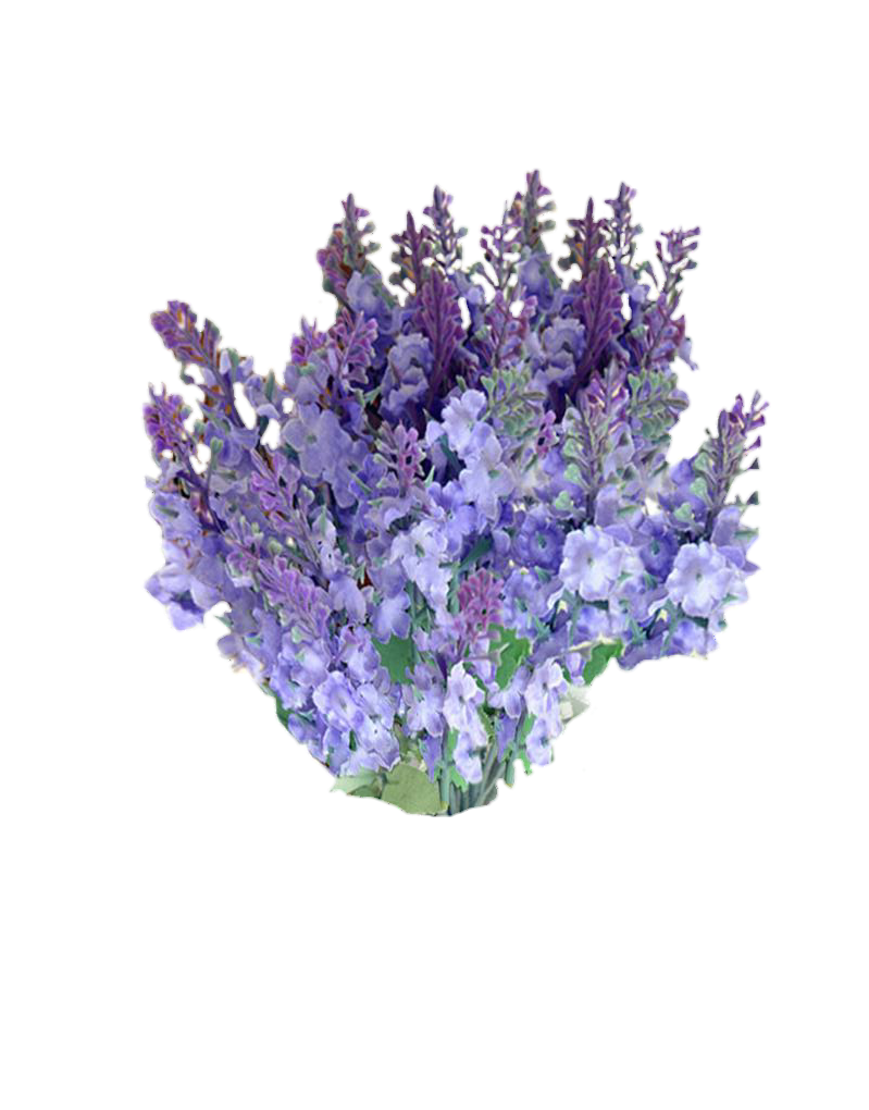 Lavender Transparent Images