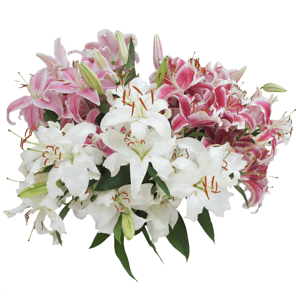 Lilies Background PNG Image