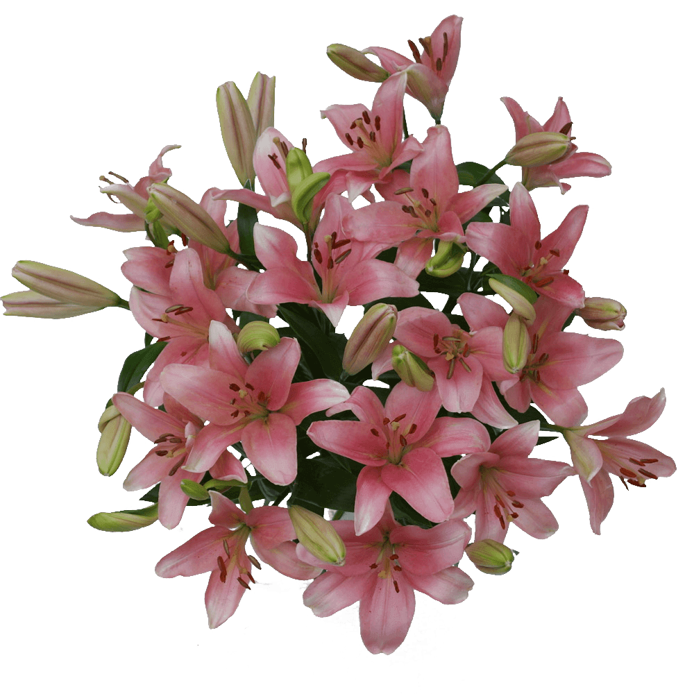 Lilies Download Free PNG