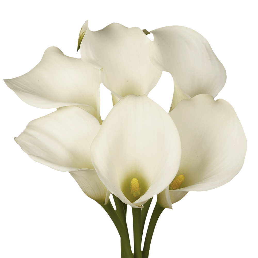 Lilies Free PNG