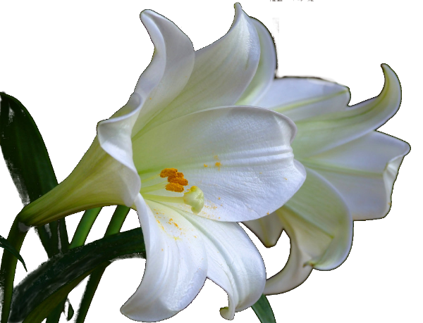 Lilies PNG Images HD