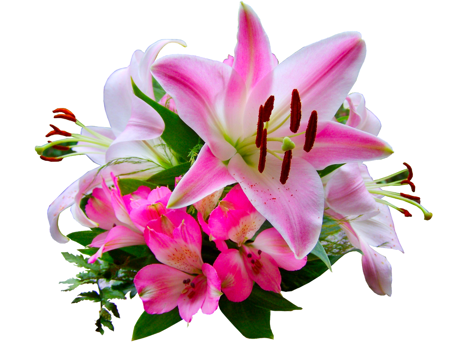 Lilies Transparent Free PNG