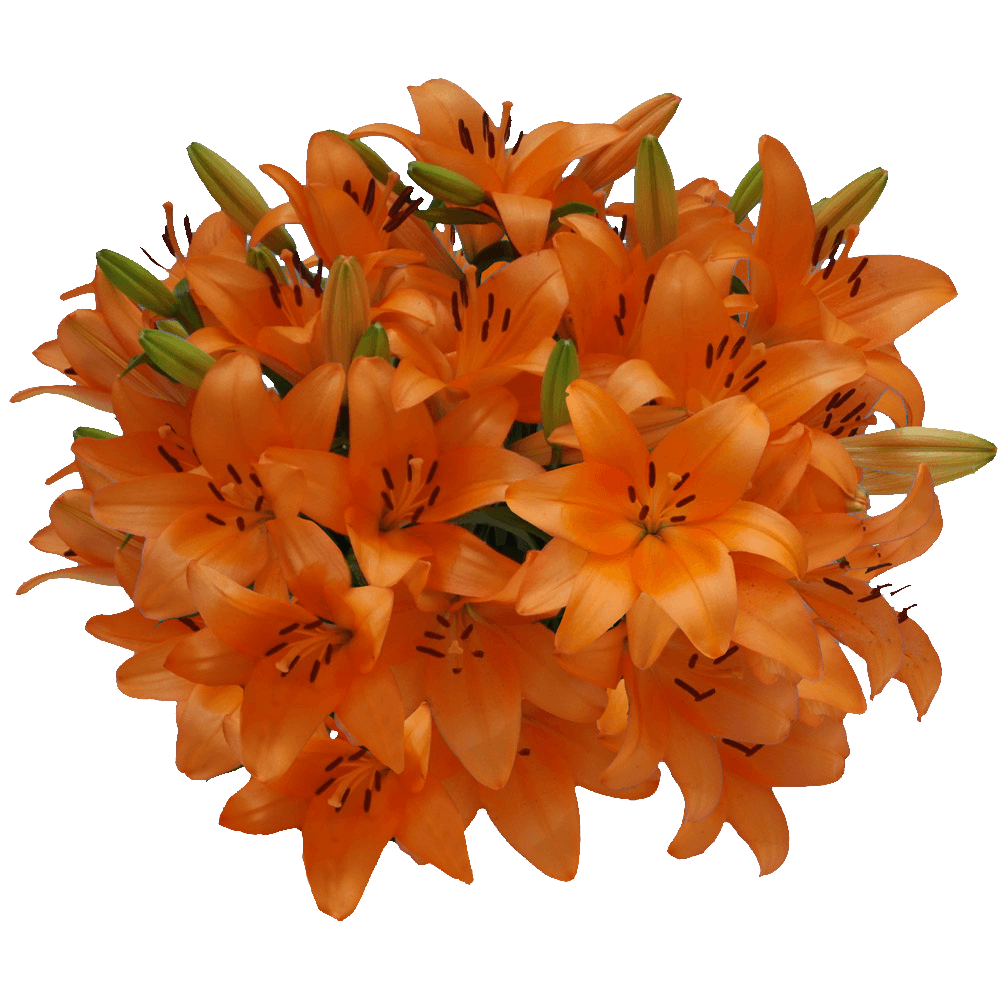Lilies Transparent PNG