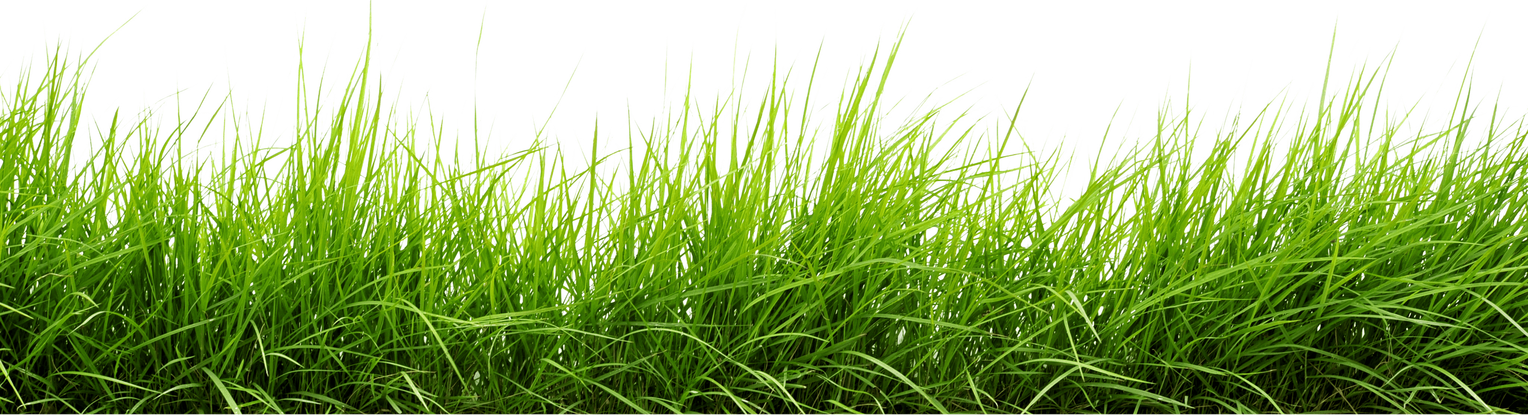 Line Of Grass PNG Background