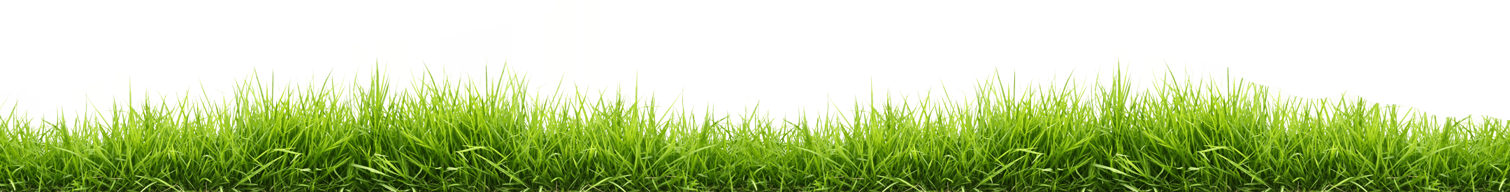 Line Of Grass Transparent PNG