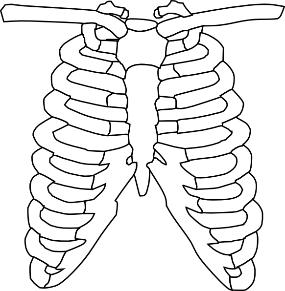 Lungs Drawing Background PNG Image