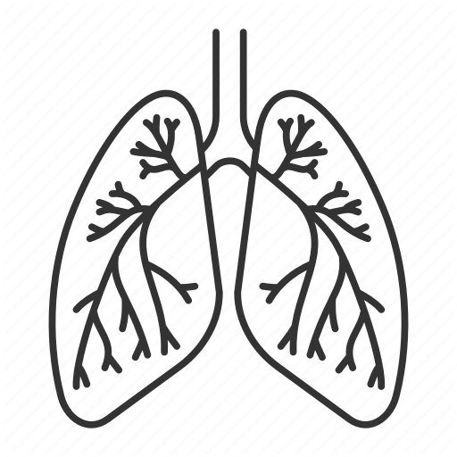 Lungs Drawing PNG Clipart Background