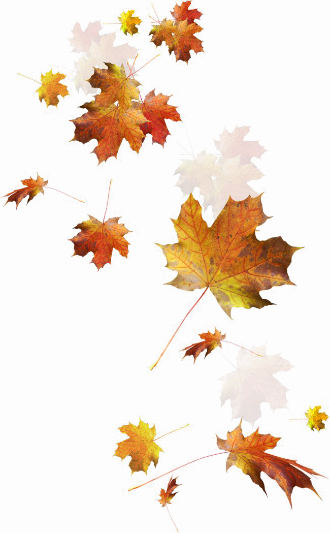 Maple Leaf Falling PNG HD Quality