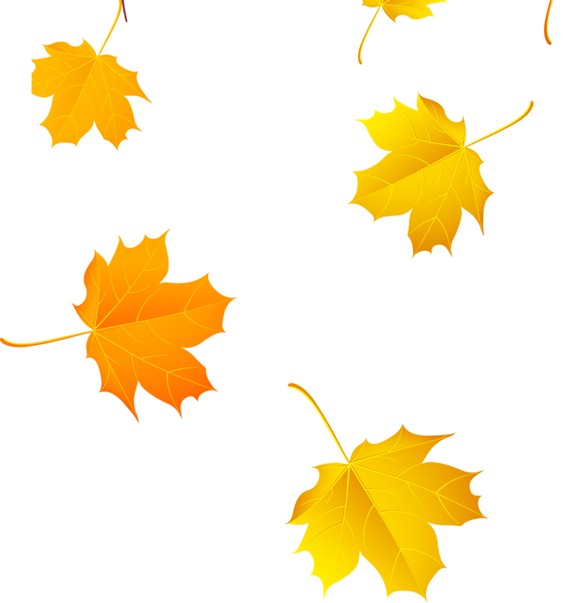 Maple Leaf Falling Transparent Background