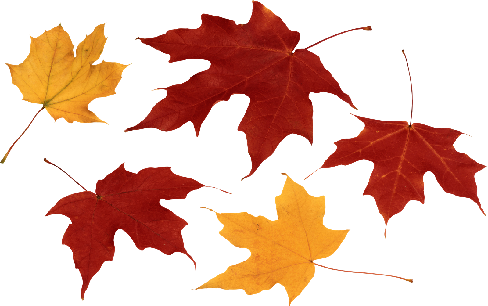 Maple Leaf Falling Transparent Free PNG