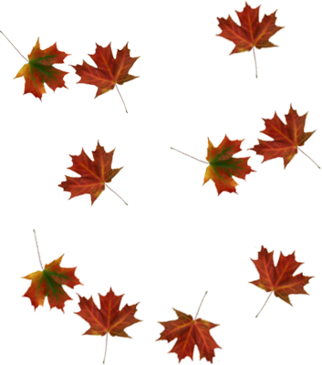 Maple Leaf Falling Transparent Images