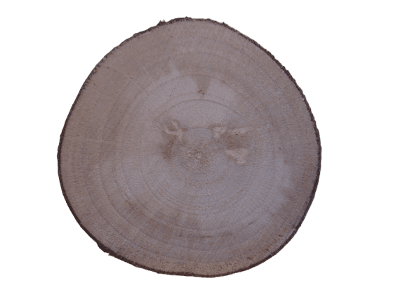 Mini Log Slices Transparent PNG