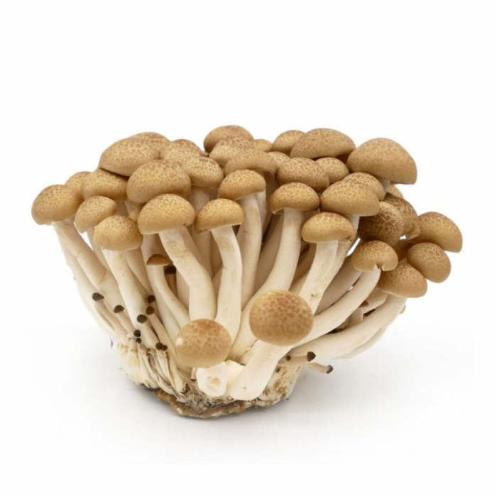 Mushroom Brown PNG HD Quality
