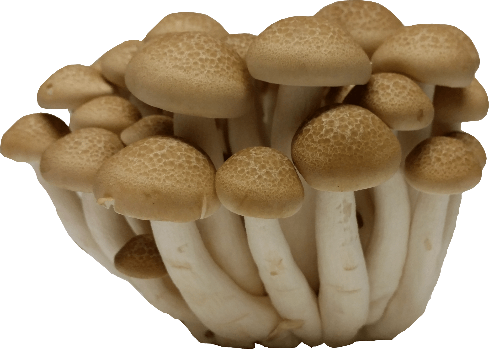 Mushroom Brown Transparent Free PNG