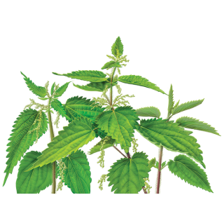 Nettle Branch Background PNG Image