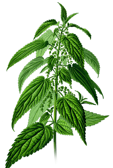 Nettle Branch PNG Clipart Background
