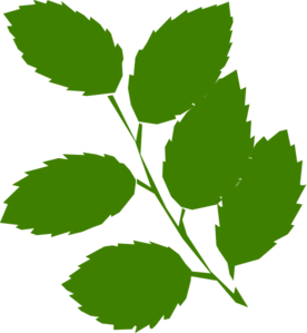 Nettle Branch PNG HD Quality