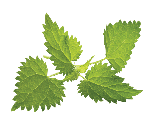Nettle Leaf Transparent File