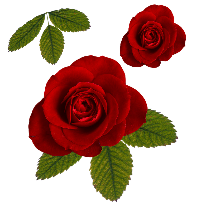 One Rose And Leaves Download Free PNG