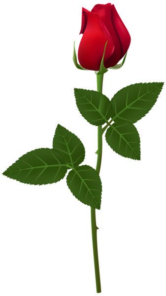 One Rose And Leaves Free PNG