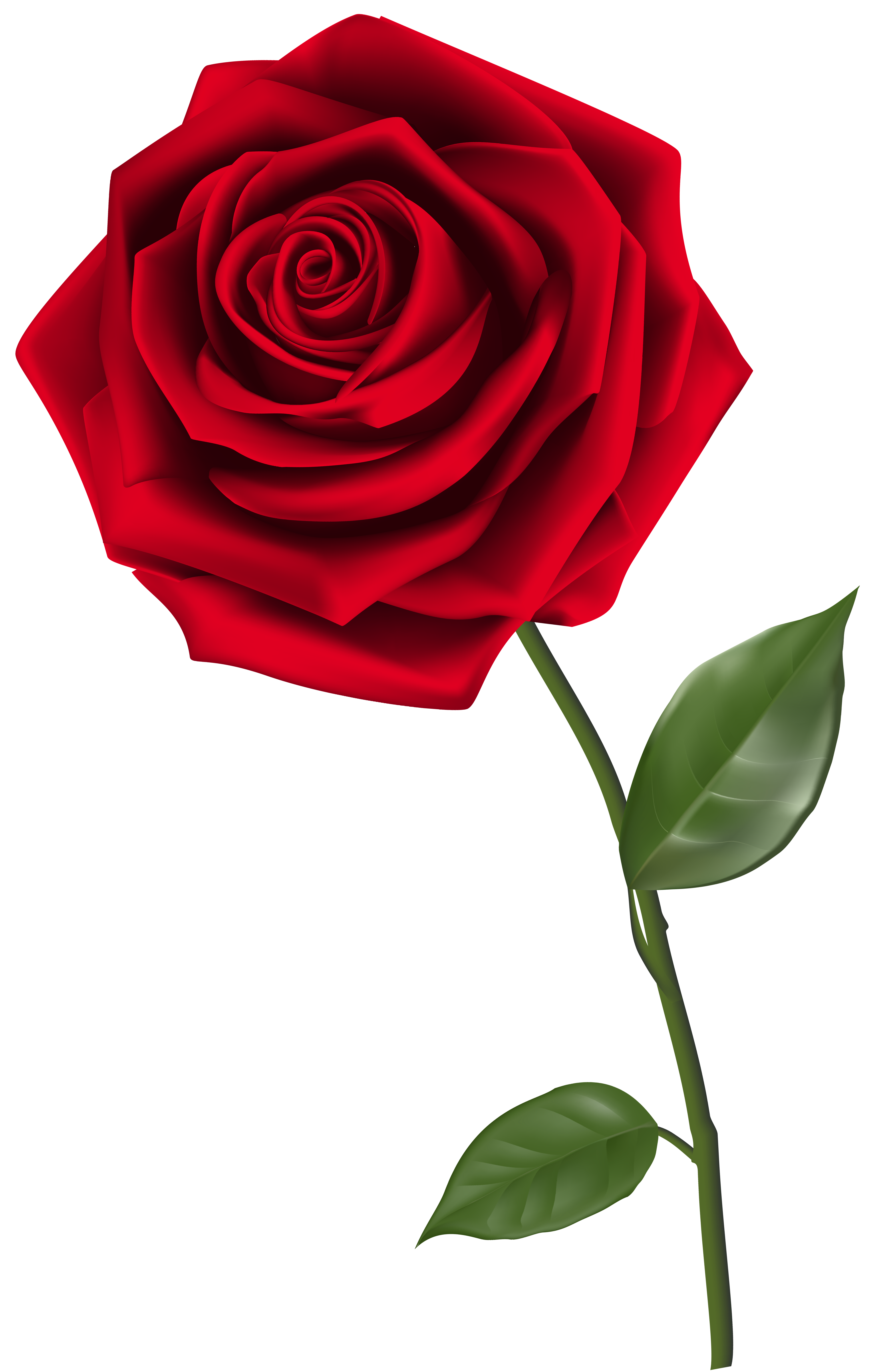 One Rose And Leaves PNG Free File Download