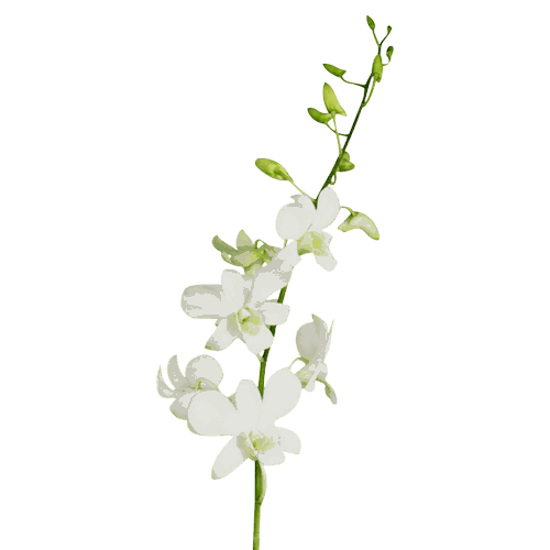 Open Orchid Background PNG Image | PNG Play