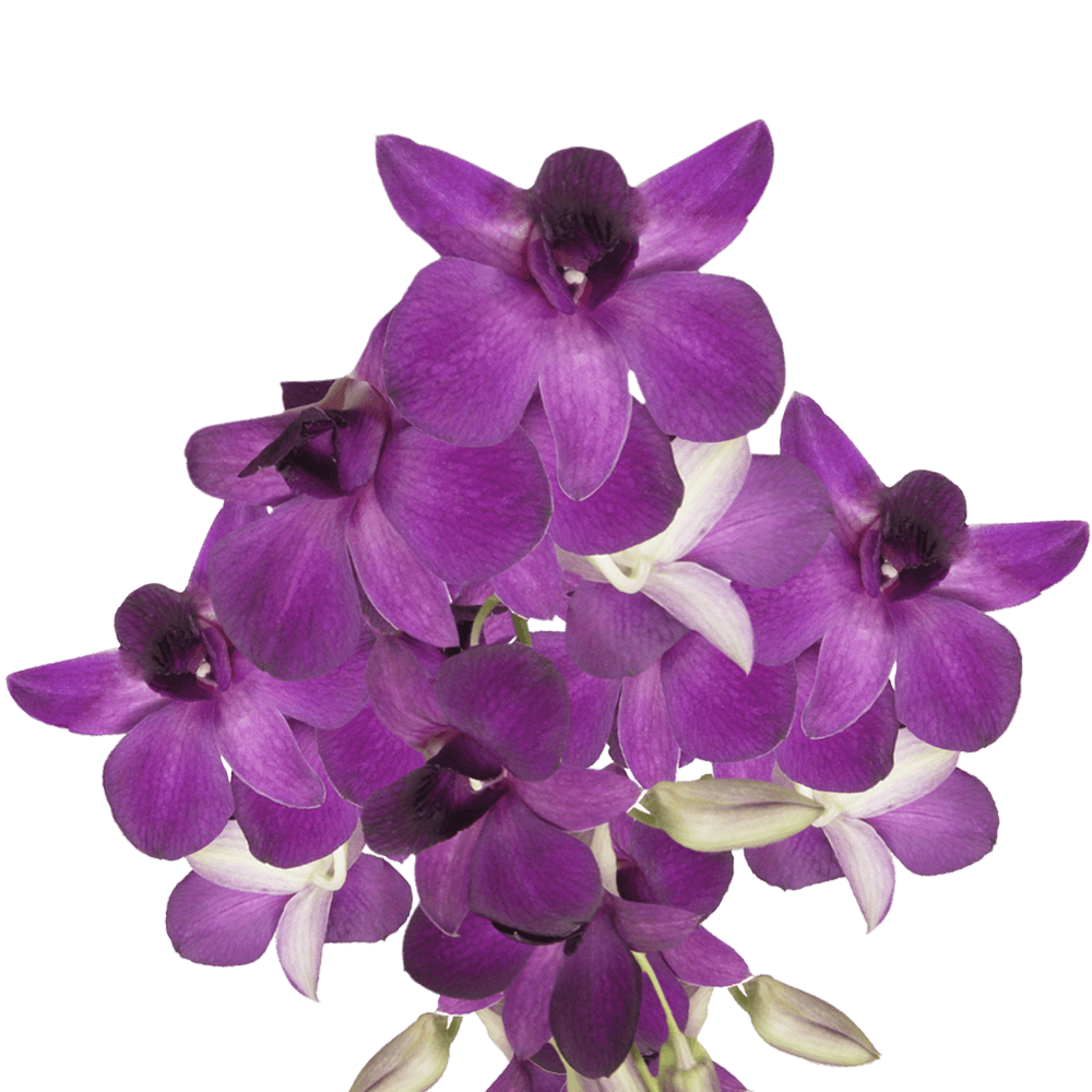 Open Orchid Transparent File