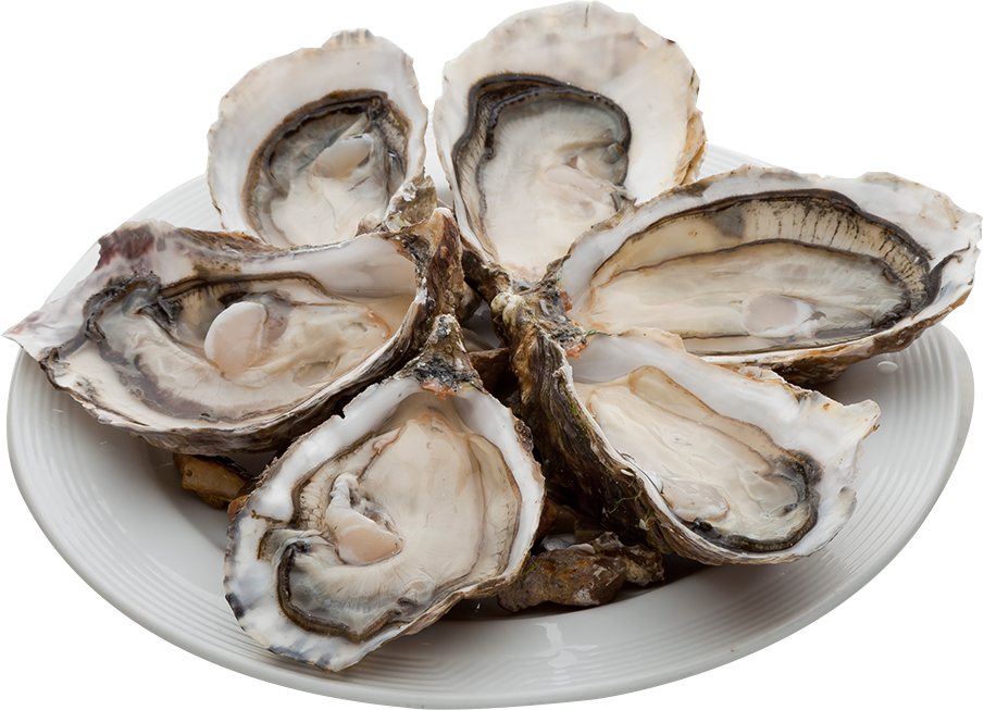 Open Oysters Background PNG Image