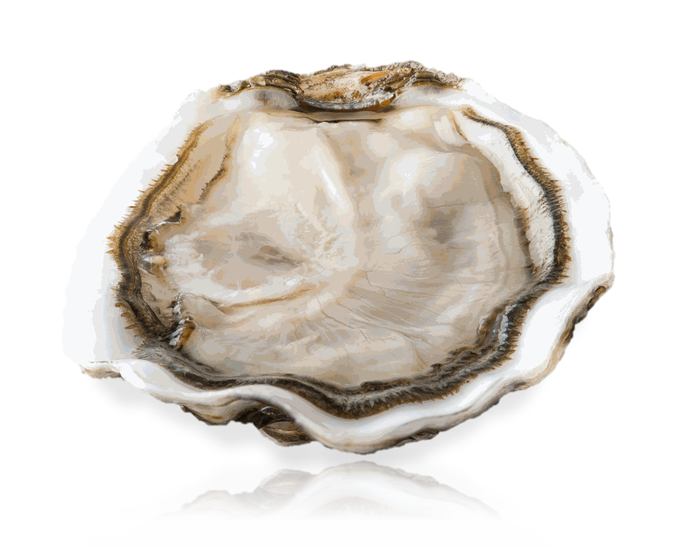 Open Oysters PNG HD Quality