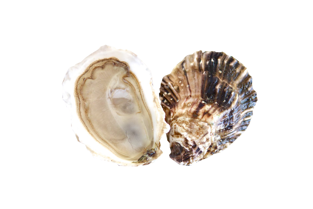 Open Oysters Transparent Background