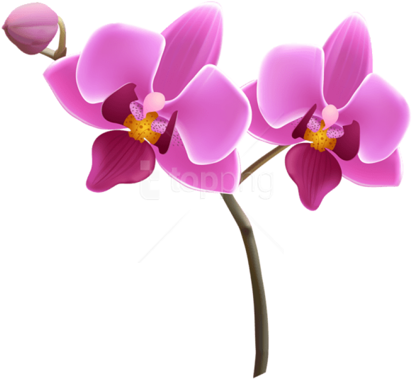 Orchid Purple Free PNG