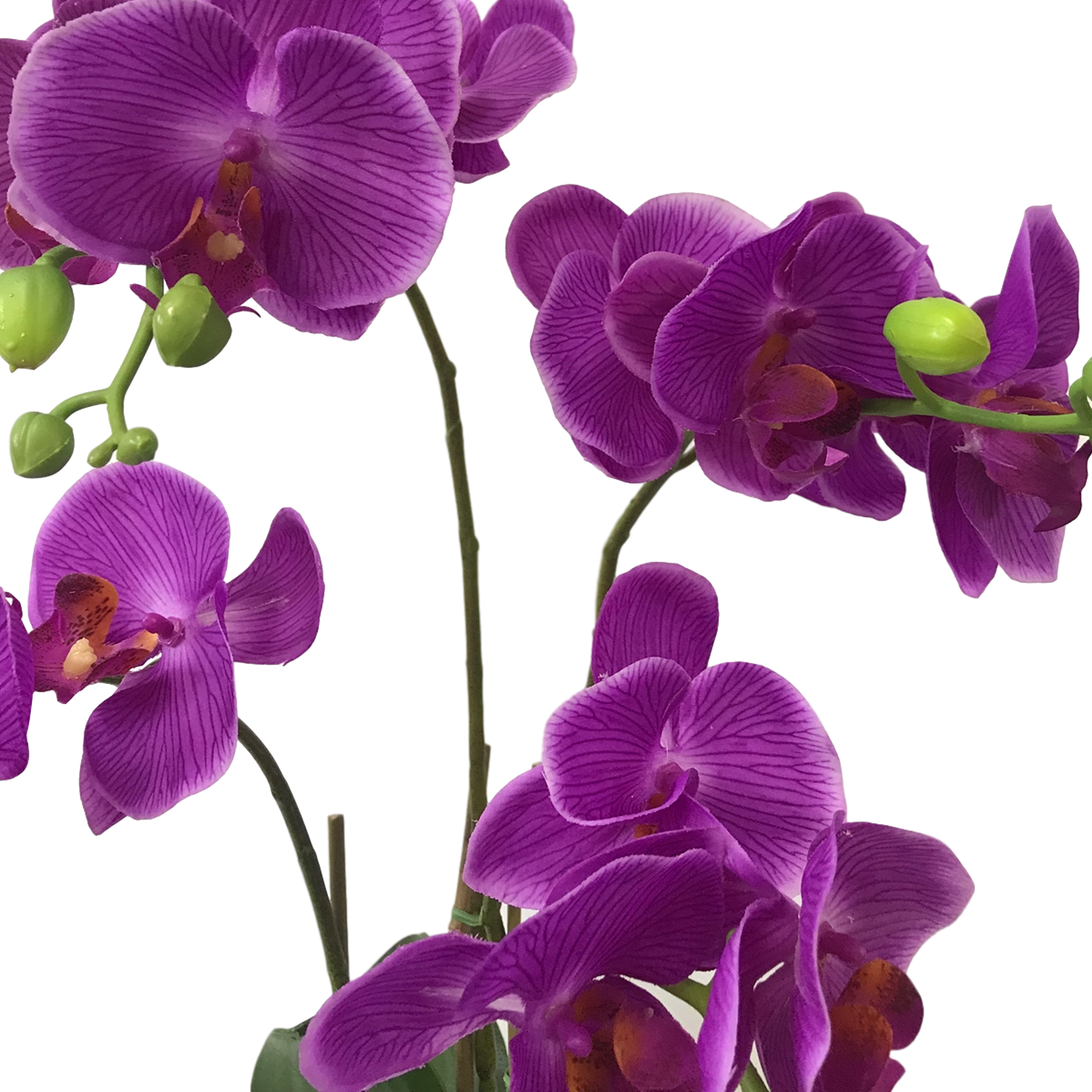 Orchid Purple No Background