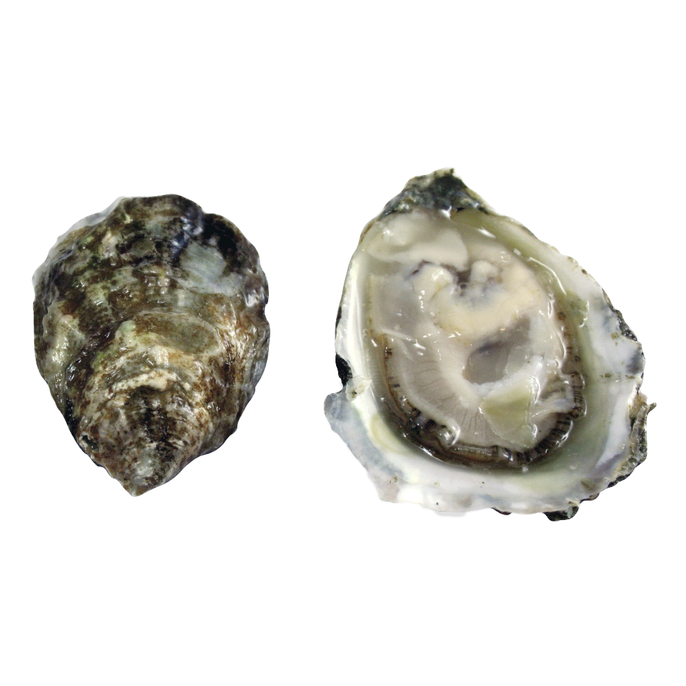Oyster PNG Free File Download