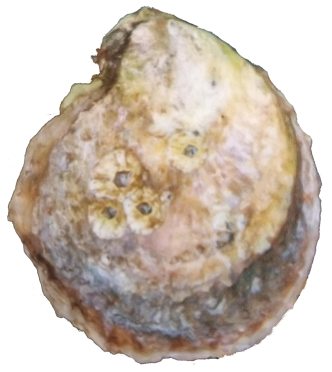 Oyster PNG HD Quality