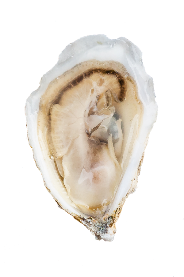 Oyster PNG Photos