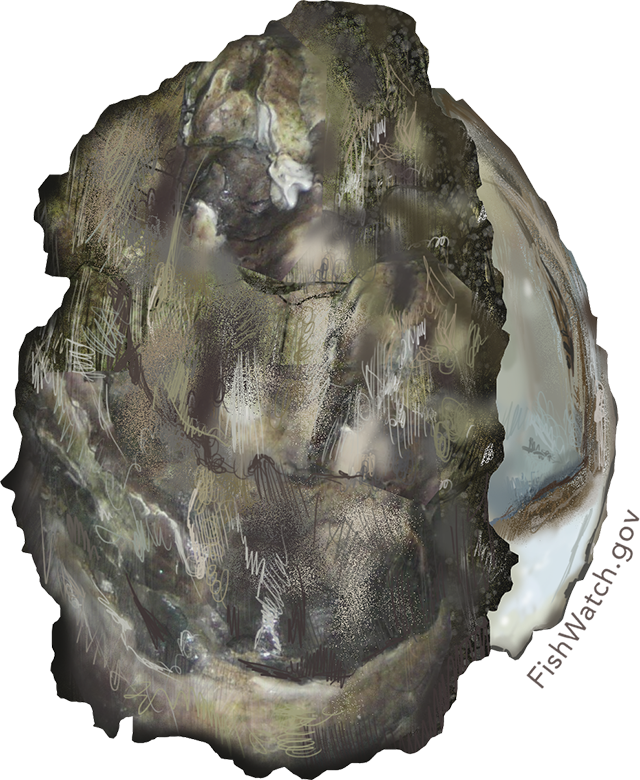 Oyster Transparent Free PNG