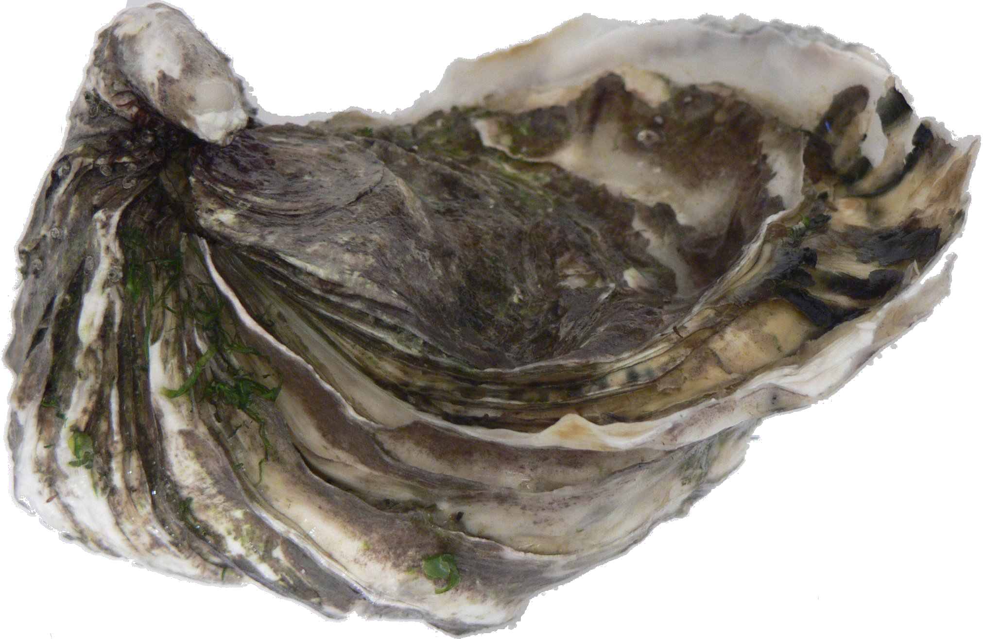 Oyster Transparent PNG