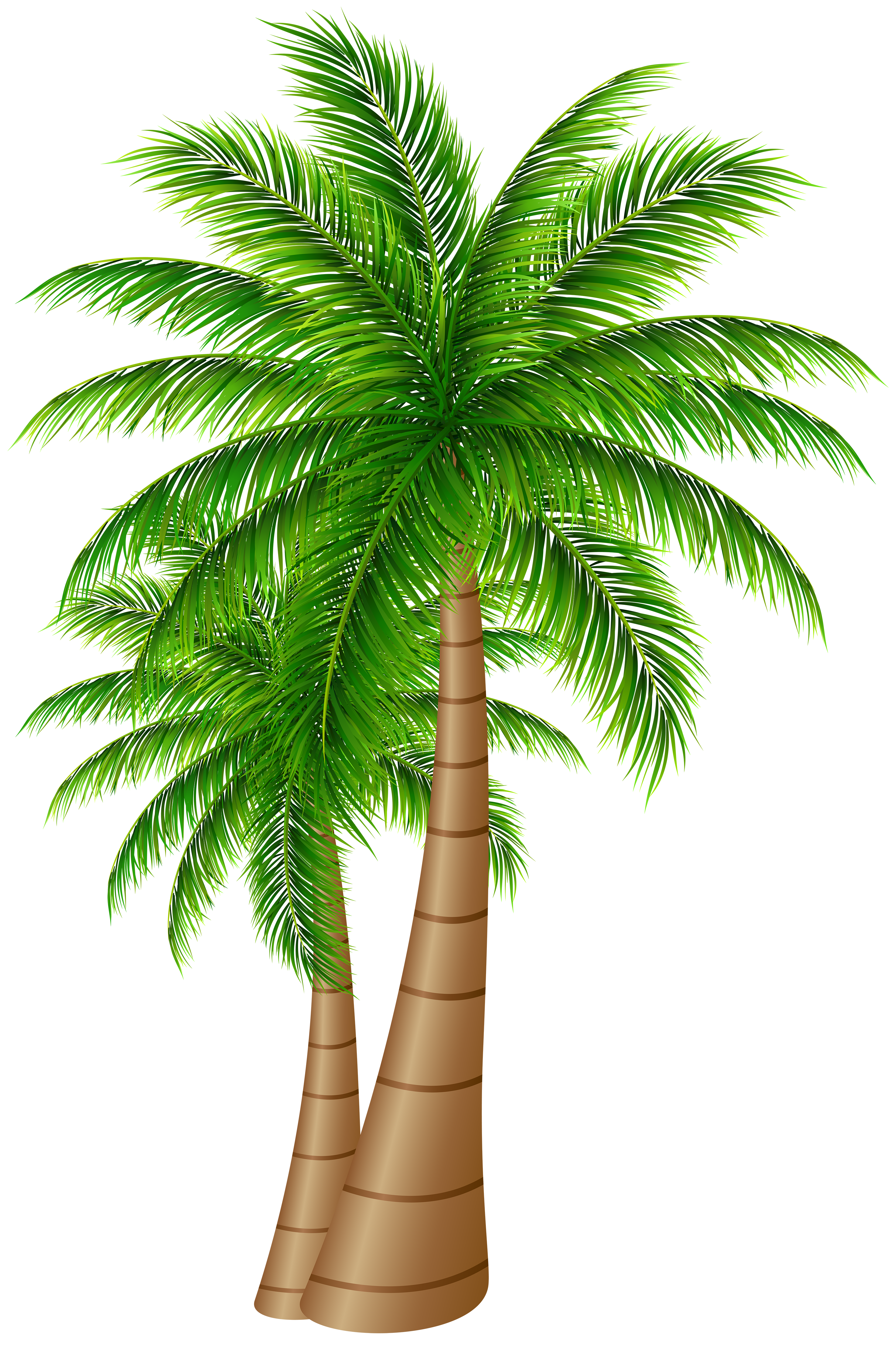 Palm Trees On Island Free PNG