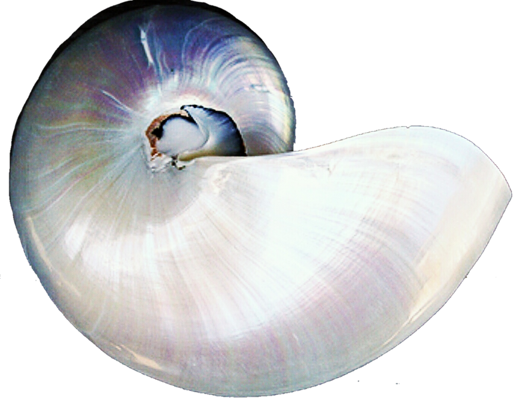 Pearl In Shell Transparent File