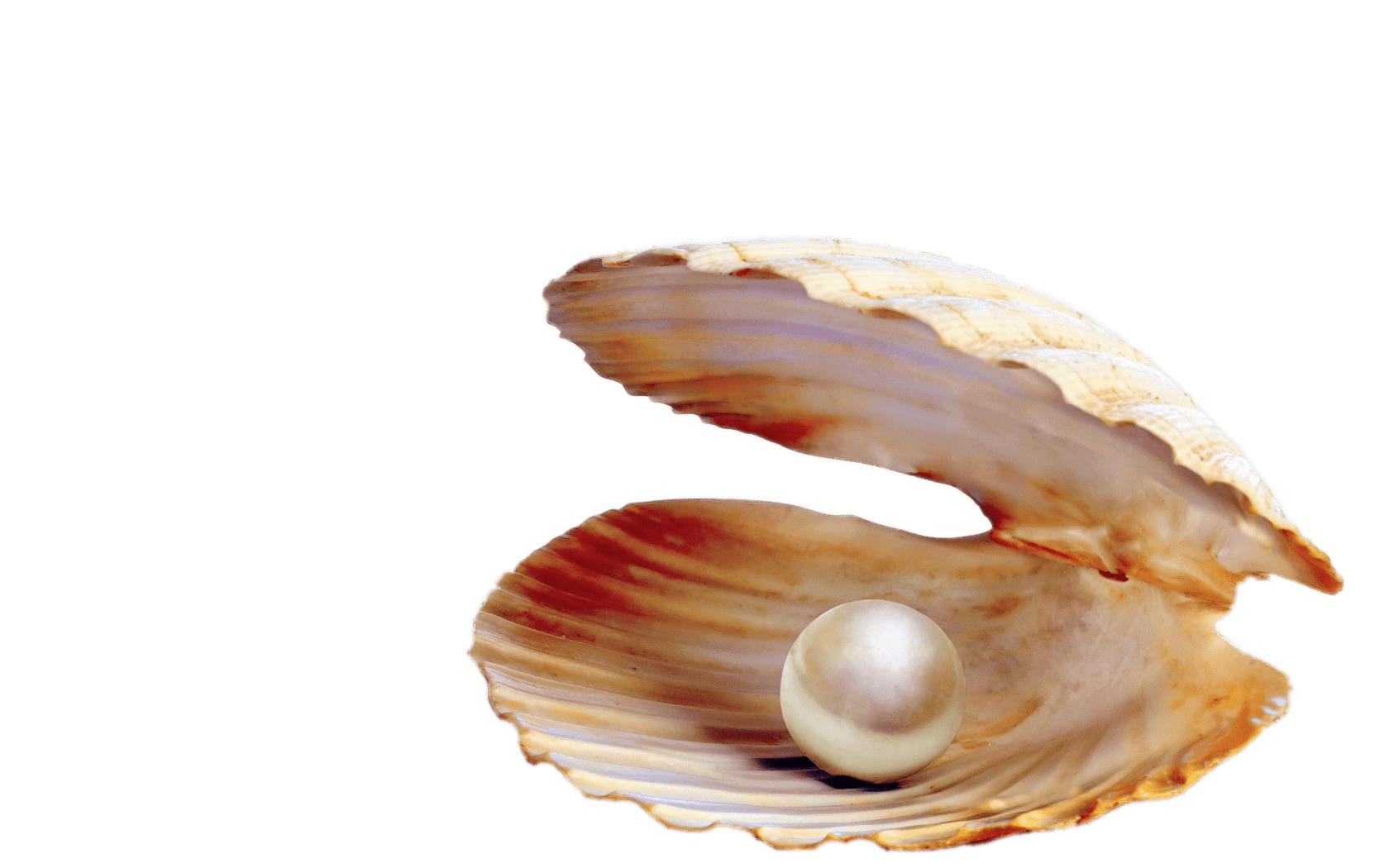 Pearl In Shell Transparent Images