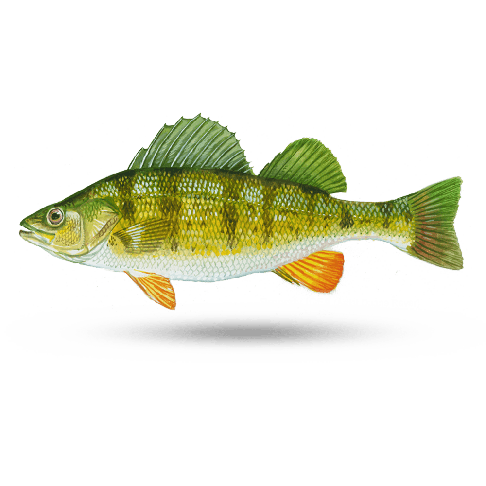Perch PNG Background